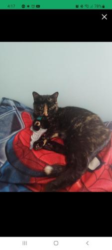 Lost Female Cat last seen Bethel Bower Rd , Bethlehem, GA 30620