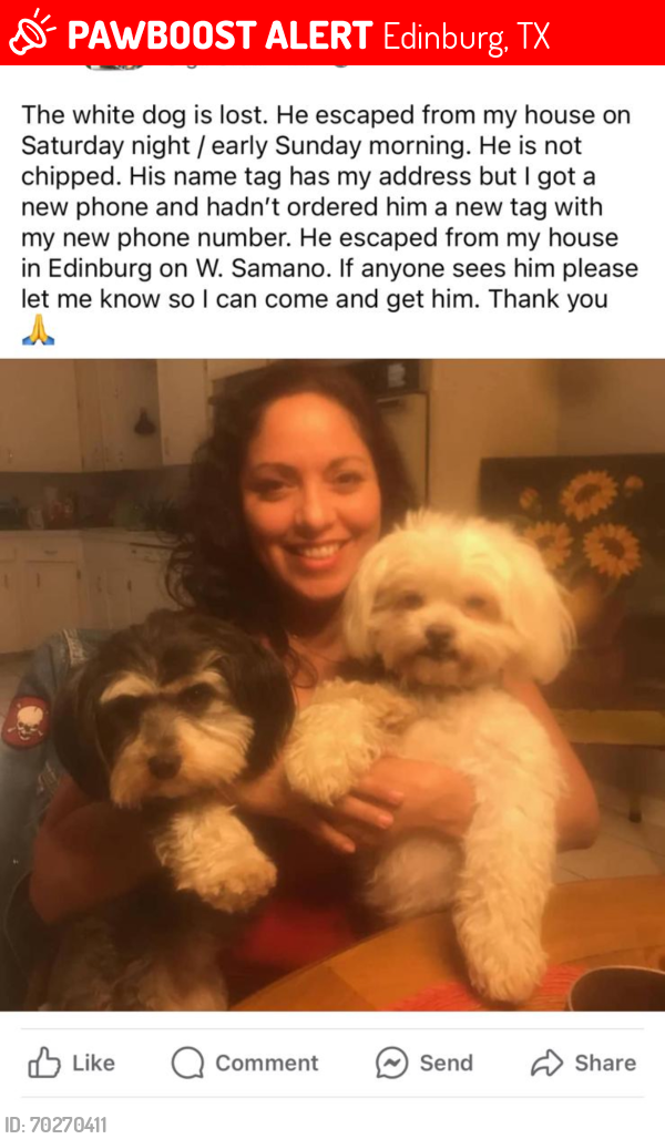 Lost Male Dog last seen Samano and 4th street Edinburg TX, Edinburg, TX 78542