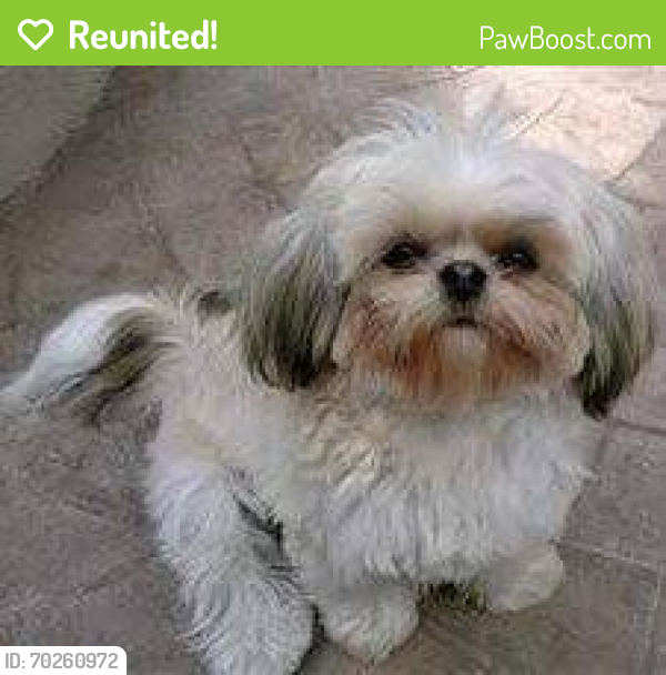 Reunited Female Dog last seen Nile Mcardle Haas Middle School , Corpus Christi, TX 78412