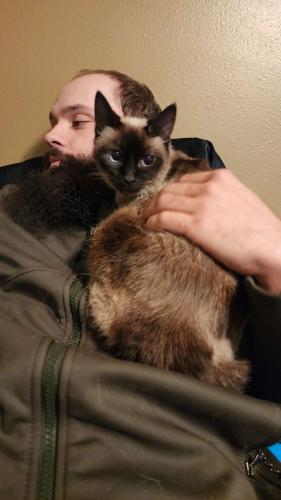 Lost Female Cat last seen Subdivision of hornet ests rd , London, AR 72847