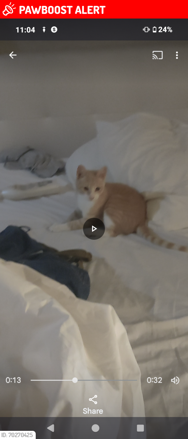 Lost Male Cat last seen Utica and main.or BrookHurst  and Garfield or Yorktown , Huntington Beach, CA 92648