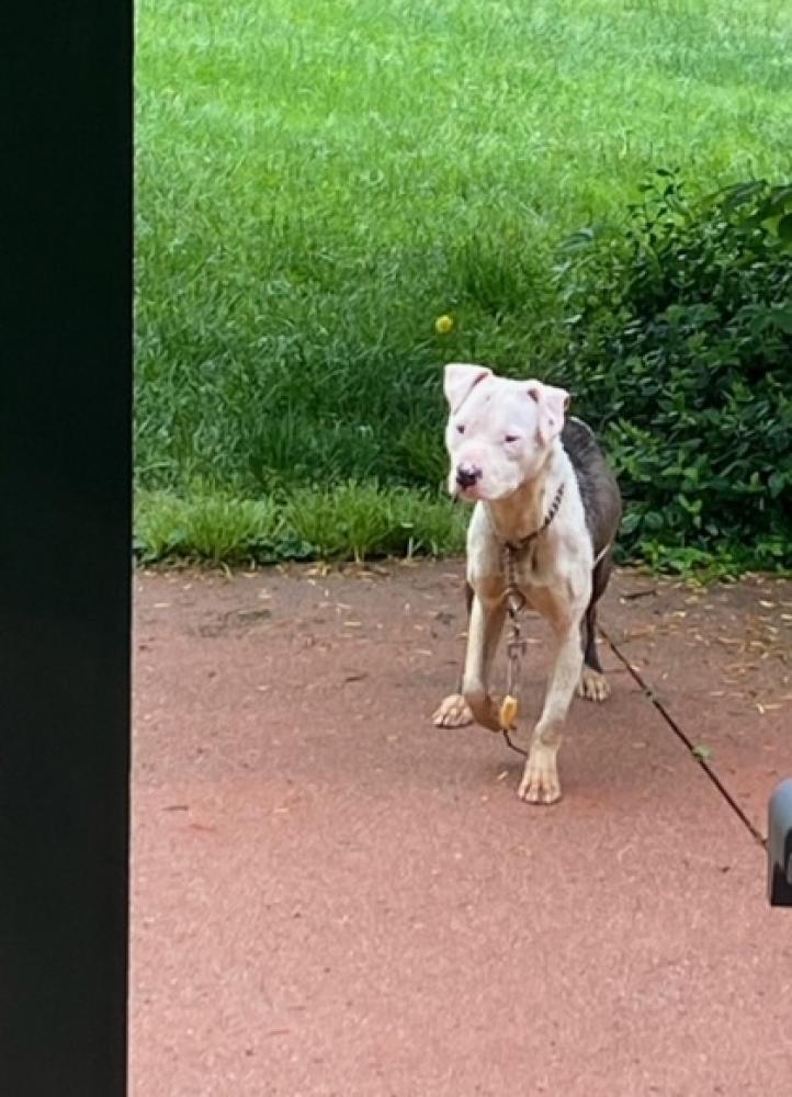 Shelter Stray Female Dog last seen Cincinnati, OH , Cincinnati, OH 45223