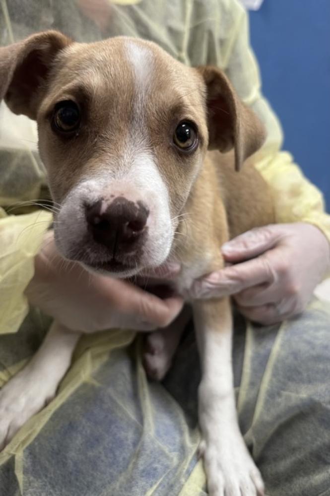 Shelter Stray Female Dog last seen Biloxi, MS , Gulfport, MS 39501