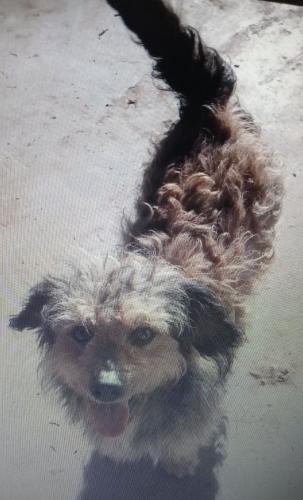 Lost Male Dog last seen Pleasant/ fountain way, Fresno, CA 93705