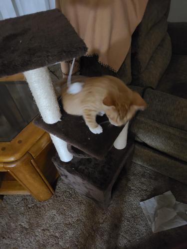 Lost Male Cat last seen 11525wes 61st place Arvada Colorado 80004, Arvada, CO 80004