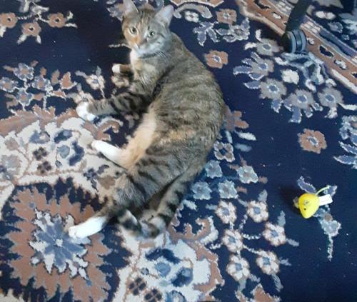 Lost Female Cat last seen Grove and Logee St, Woonsocket, RI 02895