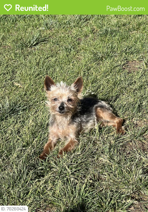 Reunited Female Dog last seen Old coors/ Gonzales , Albuquerque, NM 87105