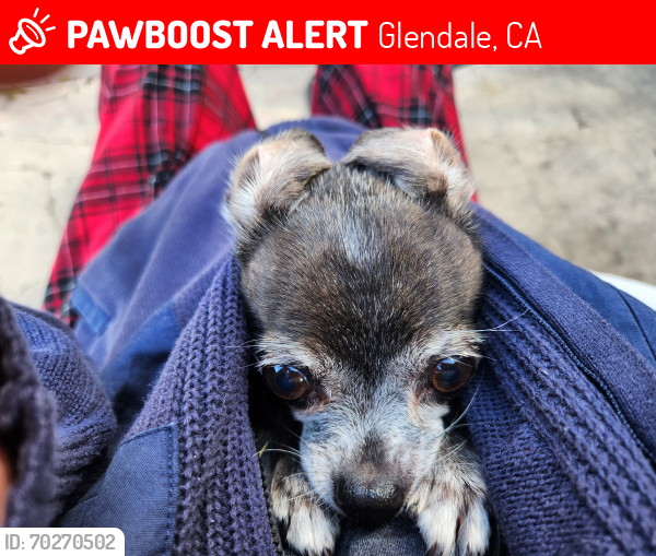 Lost Female Dog last seen Pacific and salem, Glendale, CA 91203