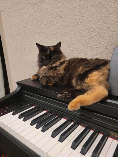 Lost Female Cat last seen Ravine Dr in Forest Bend, Friendswood TX, Friendswood, TX 77546