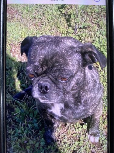 Lost Female Dog last seen County Road 915, Joshua, TX 76058