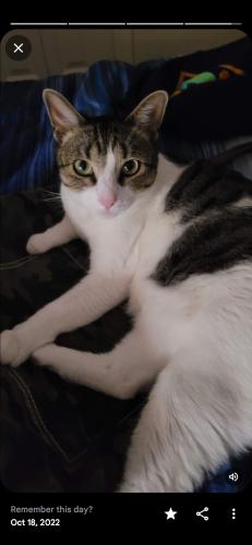 Lost Male Cat last seen Unser and 5th street , Rio Rancho, NM 87124