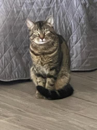 Lost Male Cat last seen Circle dr glendale heights, Glendale Heights, IL 60139