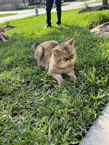 Lost Male Cat last seen Kyle Canyon/blue horizon ct , Cypress, TX 77429