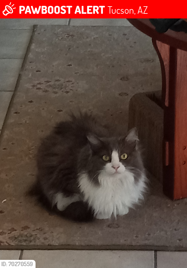 Lost Female Cat last seen glenn and dodge, Tucson, AZ 85716