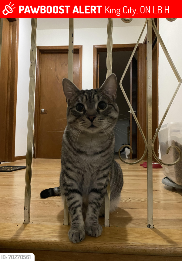 Lost Male Cat last seen Keele st & king road . Before the King Go station , King City, ON L7B 1H5