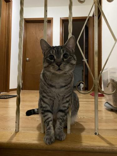 Lost Male Cat last seen Keele st & king road . Before the King Go station , King City, ON L7B 1H5