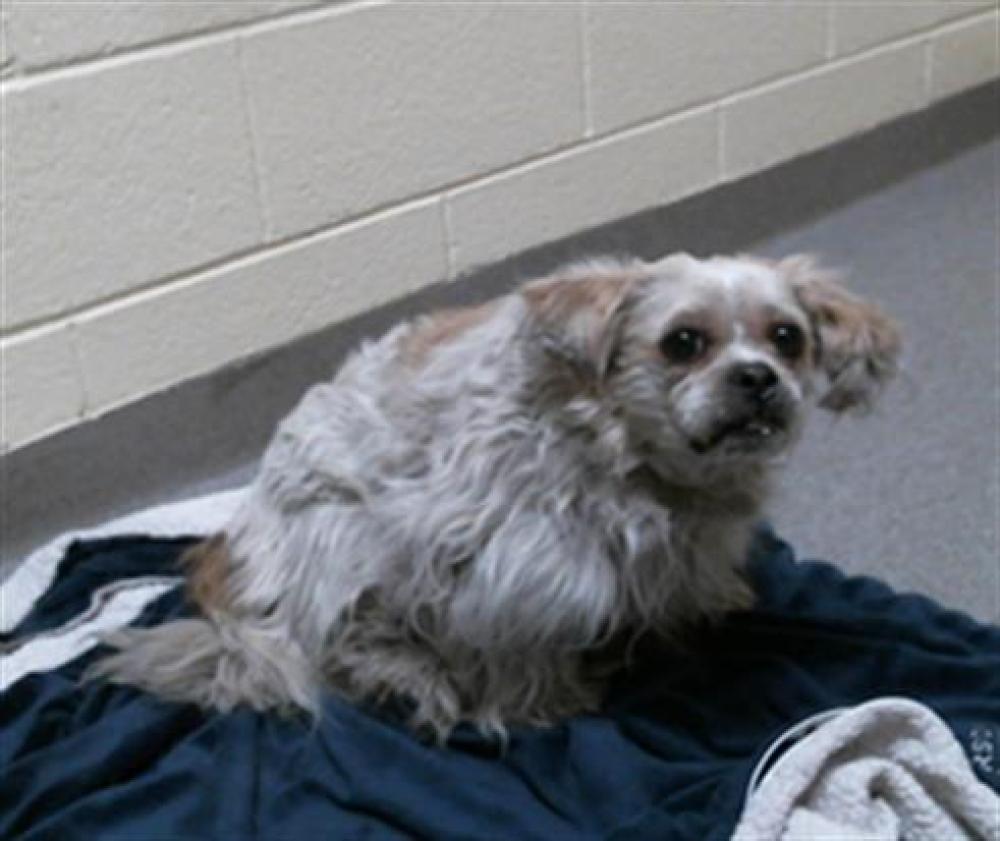 Shelter Stray Male Dog last seen Near BLOCK N BRYANT ST, DENVER CO 80204, Denver, CO 80223