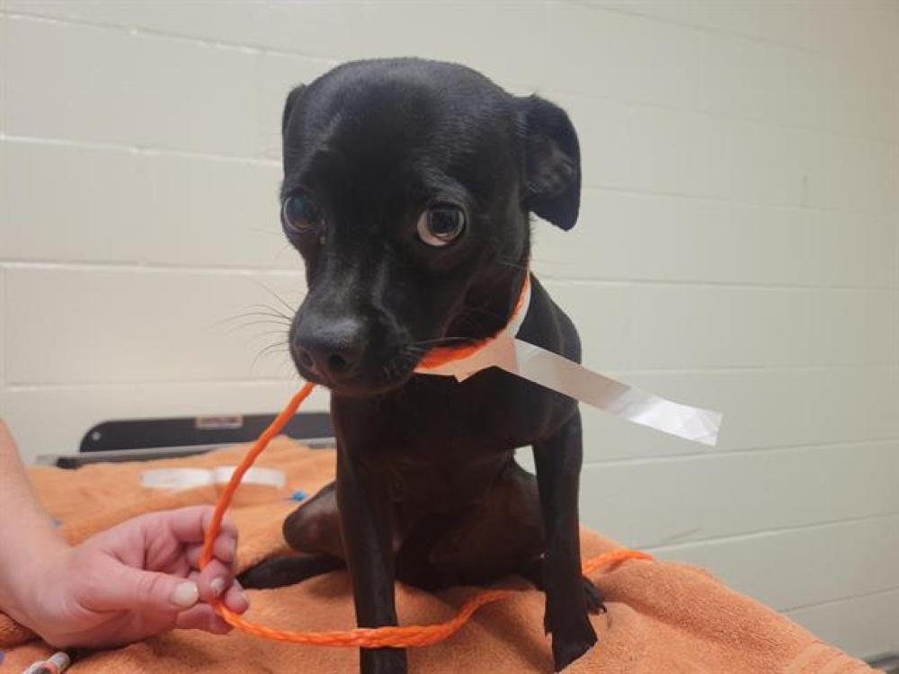 Shelter Stray Female Dog last seen DYER LANE, Auburn, CA 95603