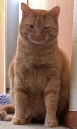 Lost Male Cat last seen by cedar and mamie eisenhower ave , Boone, IA 50036