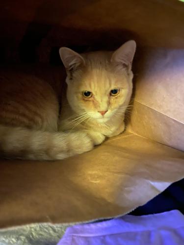 Lost Male Cat last seen 23st hall ave orchard ave , Grand Junction, CO 81501