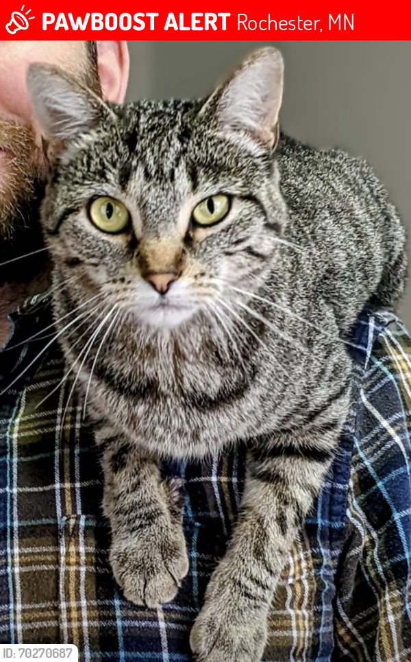 Lost Female Cat last seen Near 1/2 street and 8th Ave NW, Rochester, MN 55901