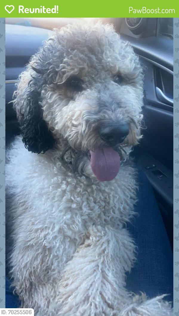 Reunited Male Dog last seen Avondale and Maricopa, Avondale, AZ 85323