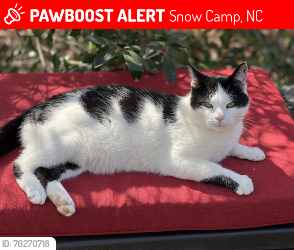 Lost Male Cat last seen Cane Creek Walking Trails, Broad Rock Rd, Snow Camp, NC 27349