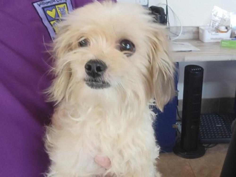 Shelter Stray Female Dog last seen Round Rock, TX , Georgetown, TX 78626