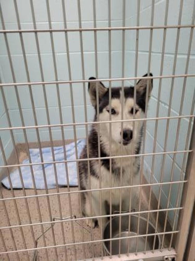 Shelter Stray Female Dog last seen I-70, IN , Fishers, IN 46038