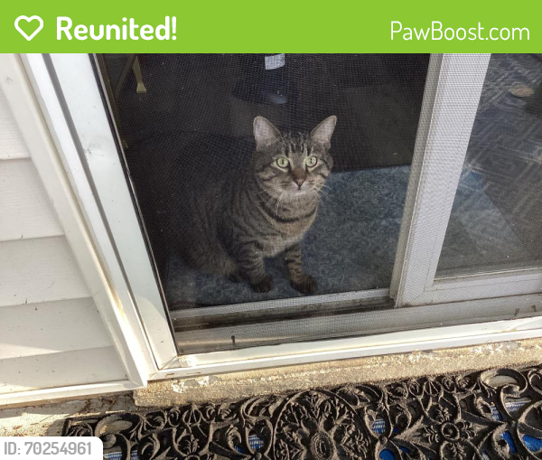 Reunited Male Cat last seen Casalon apmts, Woodlawn Avenue, Ofallon MO, O'Fallon, MO 63366