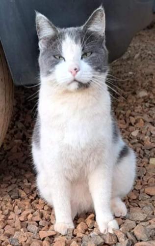Lost Female Cat last seen Garsfonteinroad, Grootfontein Country Estates, GP 0059