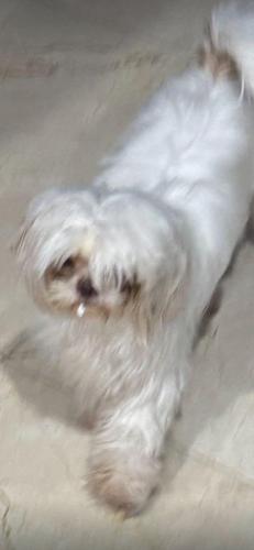 Lost Female Dog last seen Near st  and 193 ave, Miramar, FL 33029