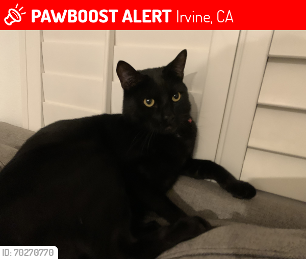Lost Male Cat last seen Near oval rd irvine, Irvine, CA 92604