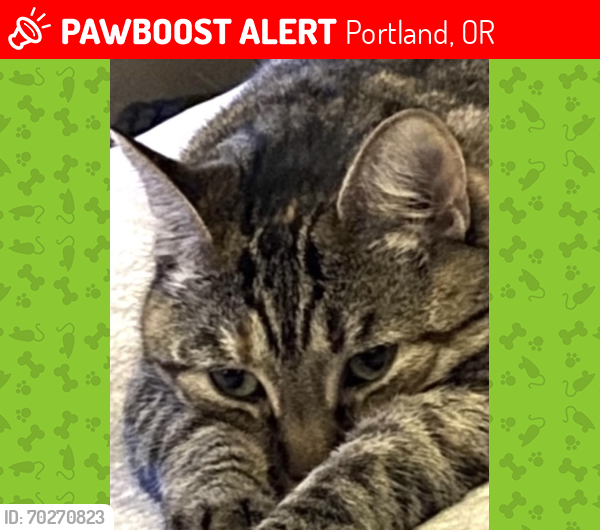 Lost Female Cat last seen NW Pettygrove and NW 24th Ave, Portland, OR 97210