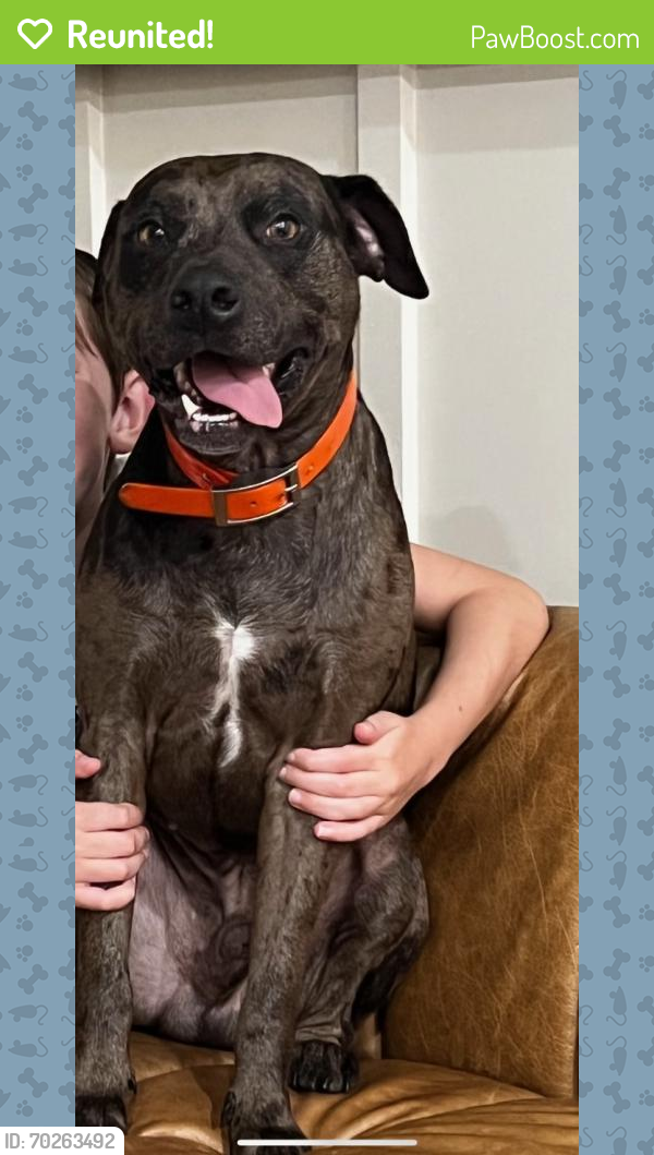 Reunited Male Dog last seen Dallas st new caney, New Caney, TX 77357