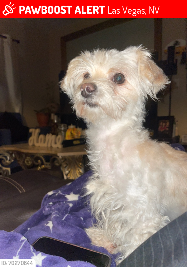 Lost Female Dog last seen Near Rive Gauche st , Las Vegas, NV 89115