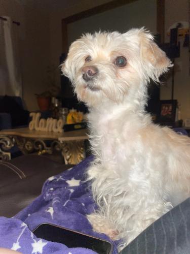 Lost Female Dog last seen Near Rive Gauche st , Las Vegas, NV 89115