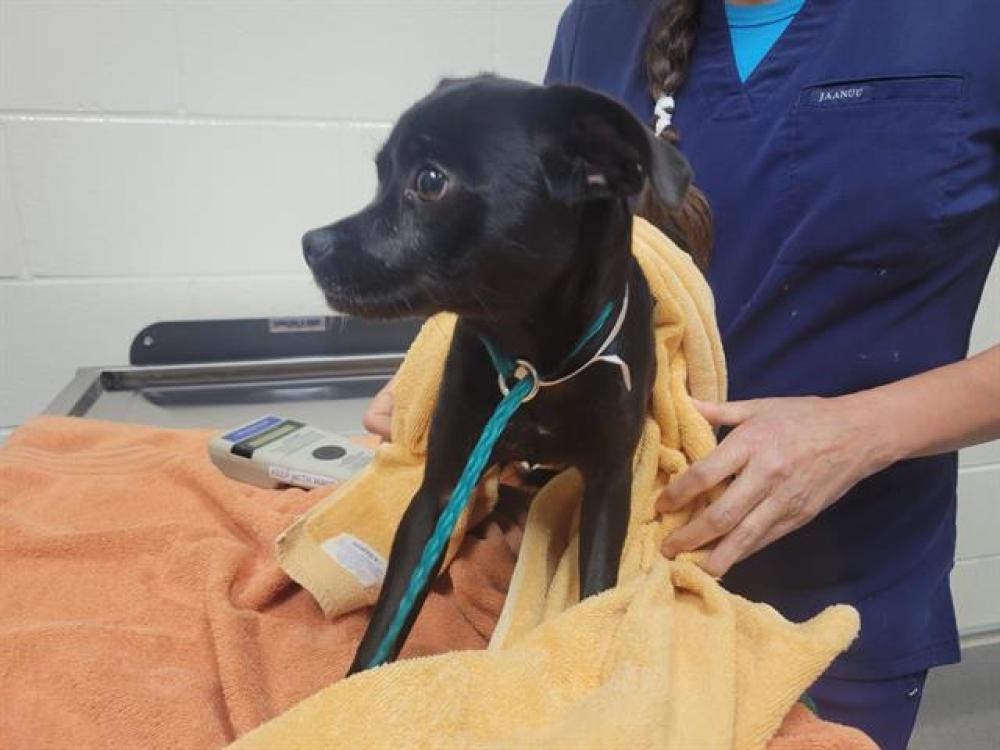 Shelter Stray Female Dog last seen DYER LANE, Auburn, CA 95603