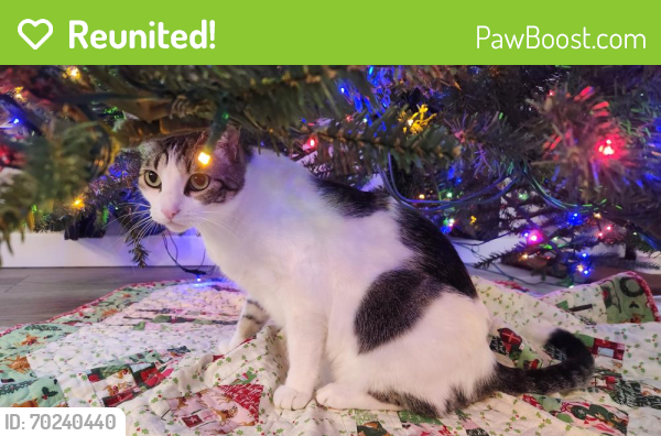 Reunited Male Cat last seen Trails at Sheepdraw, Greeley, CO 80634
