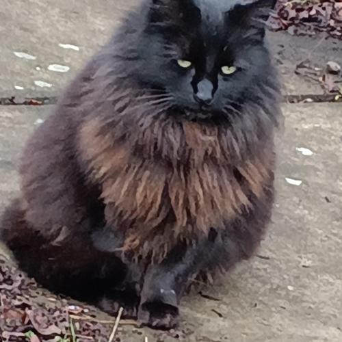 Lost Female Cat last seen Off Barger--Laural hill & Melsose, Eugene, OR 97402