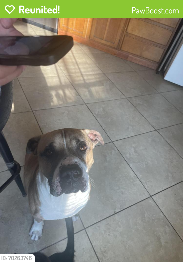 Reunited Male Dog last seen N silver green, Channelview, TX 77530