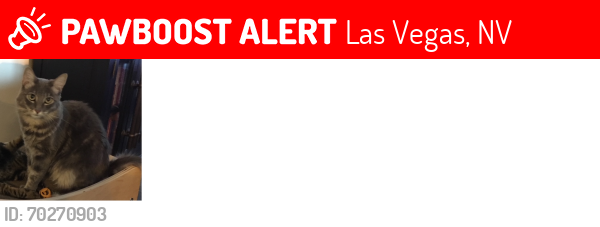 Lost Male Cat last seen Reverence Parkway, Las Vegas, NV 89138