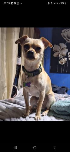 Lost Male Dog last seen Grundy Ave. , Moville, IA 51039