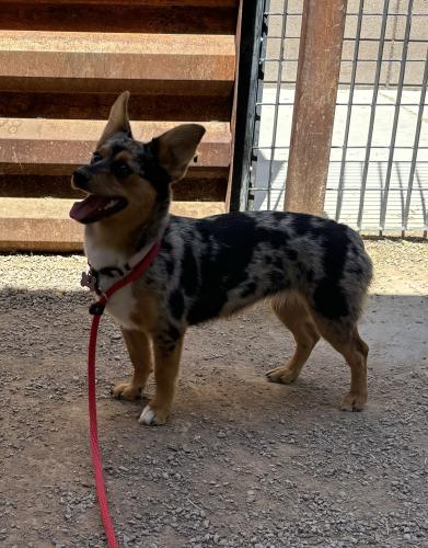 Lost Female Dog last seen Sunrise and Camino Pimeria Alta, Tucson, AZ 85718