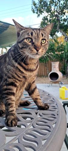 Lost Male Cat last seen BETWEEN SW 36th Terrace and SW 36th Street, Fort Lauderdale, FL 33312