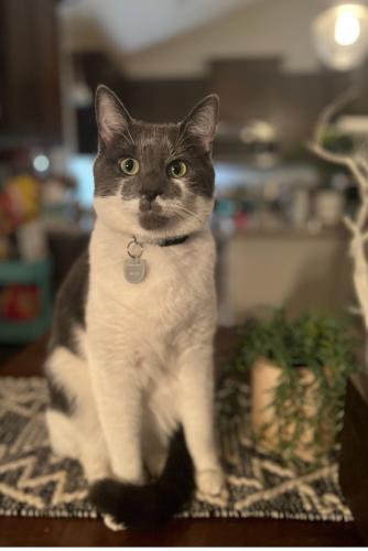 Lost Male Cat last seen Near Ironton ST, and Broad.   Fridley, Minneapolis, MN 55432
