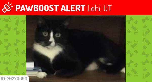 Lost Male Cat last seen Thanksgiving Point, Lehi, Ut, Lehi, UT 84043