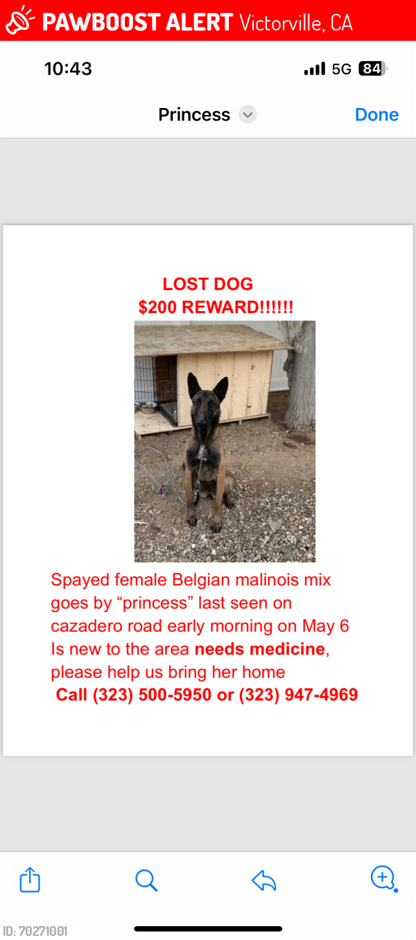 Lost Female Dog last seen Eto Camino rd and cazadero rd , Victorville, CA 92394