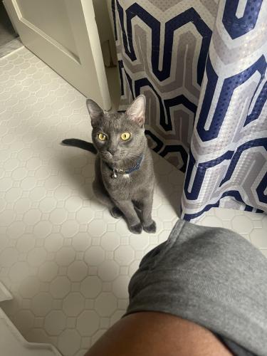 Lost Male Cat last seen Hartford rd, Baltimore, MD 21214