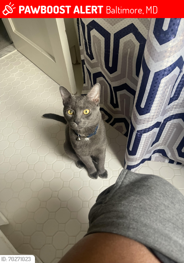Lost Male Cat last seen Hartford rd, Baltimore, MD 21214